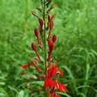 Flowerfield Creek Nature Sanctuary - cardinal flower